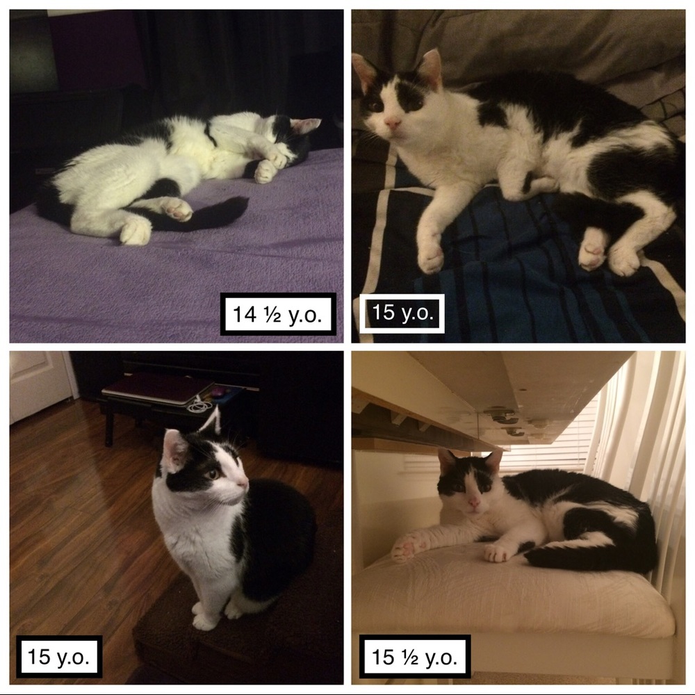 Pandy-Poo, my fur angel: 9/1/2003 - 11/11/2019😢😭 - Picture 3 of 8